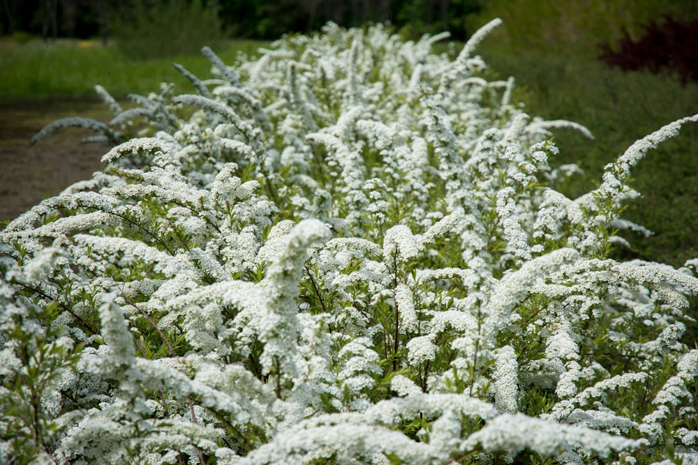 a field of white flowers in the middle of the day