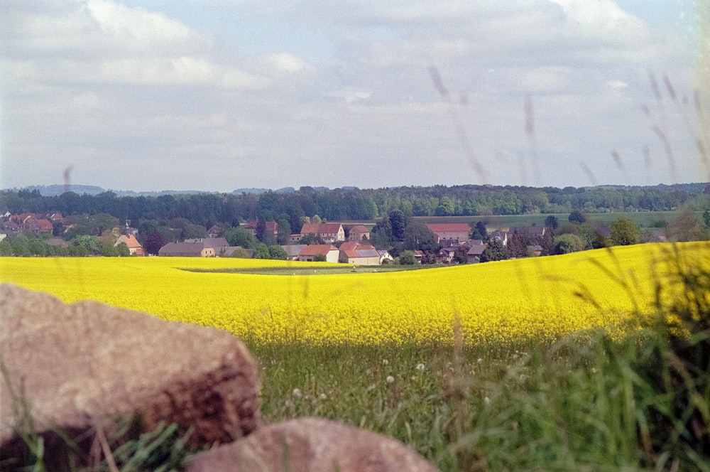 a field of yellow flowers with houses in the background