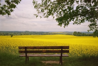 a wooden bench sitting in front of a field of yellow flowers