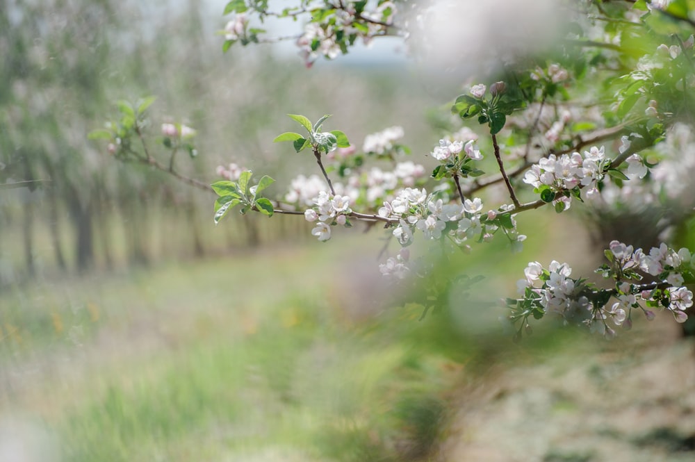 a blurry picture of a tree with white flowers