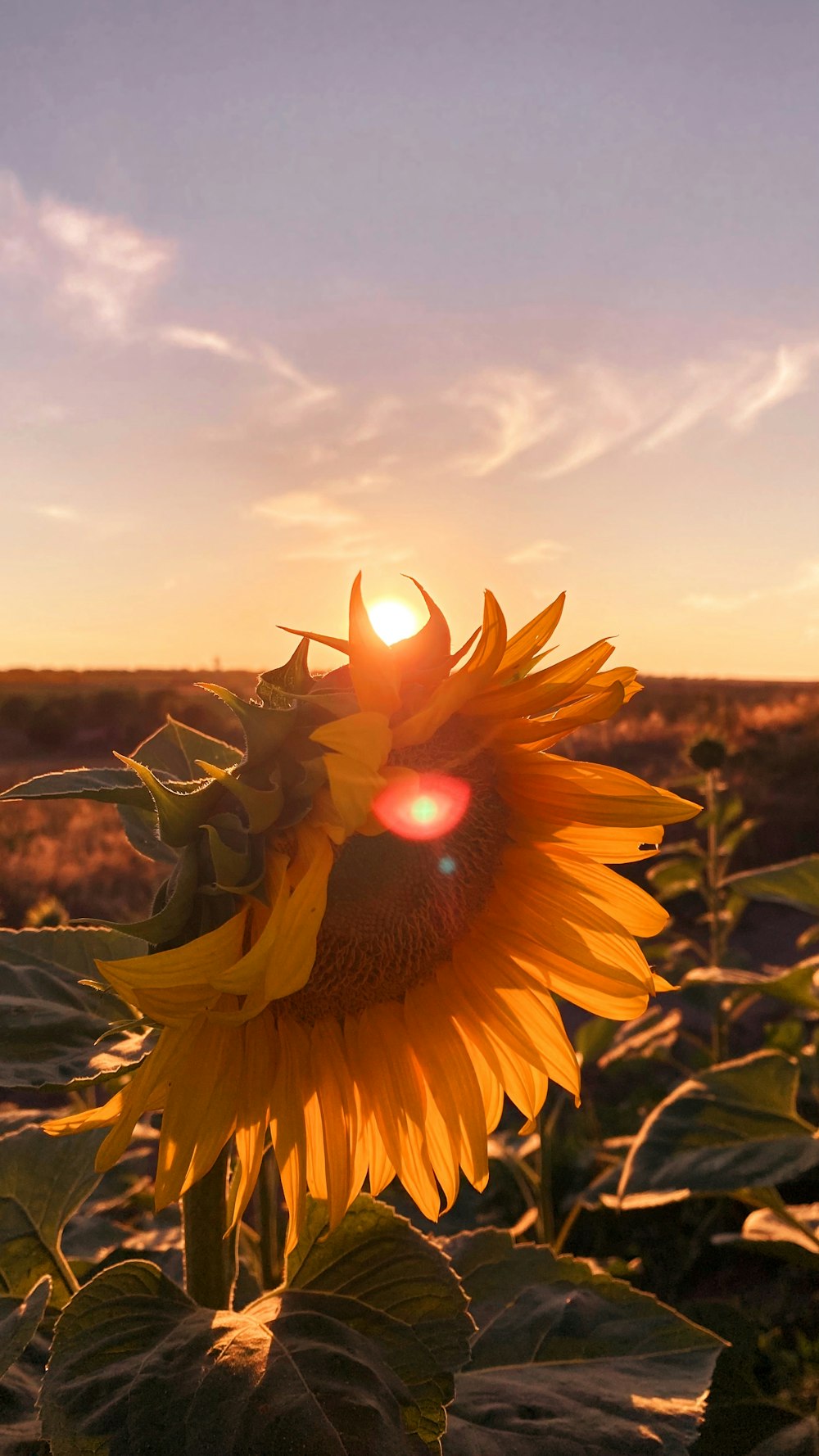 a sunflower in a field with the sun setting in the background