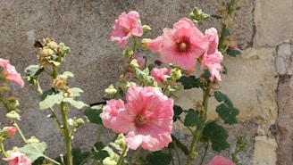 A vibrant hollyhock flower blooming against the stone wall of the gite.