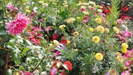 A lively acrylic painting of a bustling garden filled with various blooming flowers.