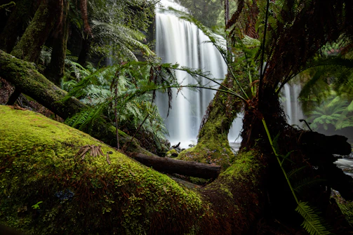 Immersive VR experience showing a lush rainforest destination with vivid wildlife.