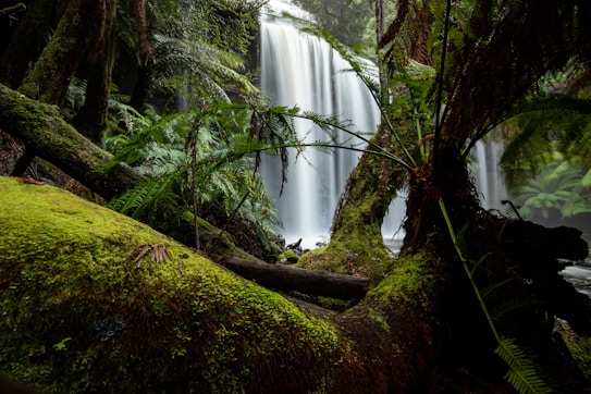 A vibrant forest scene with a cascading waterfall in the background, surrounded by lush green ferns and moss-covered logs. The view is framed by trees, creating a serene and immersive natural landscape.