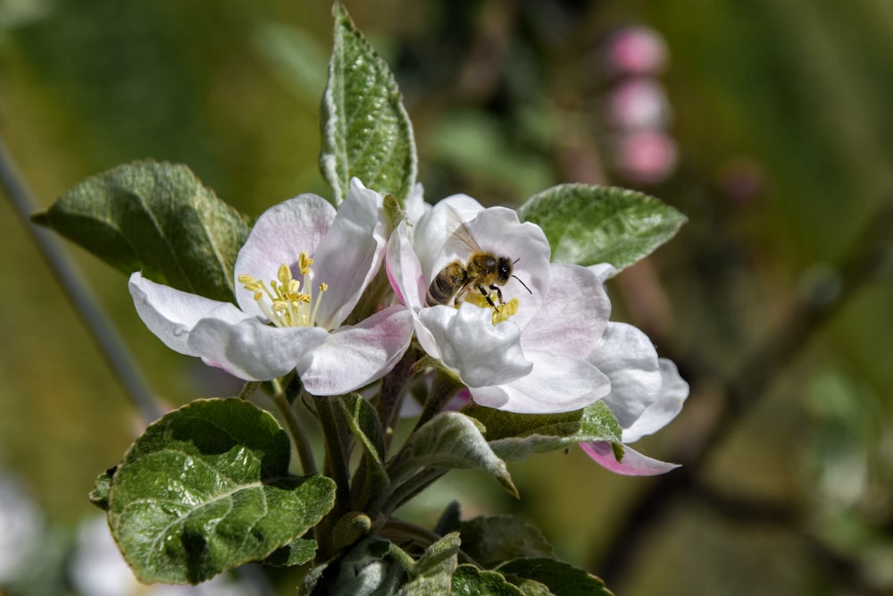 a bee is sitting on a white flower