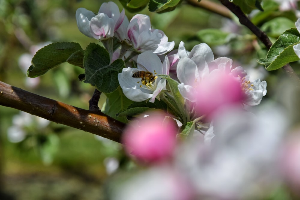 a bee is sitting on a branch of a flowering tree