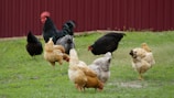 A group of colorful chickens pecking around a rustic barnyard.
