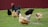 A group of chickens and a rooster are foraging on a grassy area in front of a red barn wall. The chickens vary in color, including black, brown, and white, and appear to be pecking at the ground.