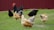A group of chickens and a rooster are foraging on a grassy area in front of a red barn wall. The chickens vary in color, including black, brown, and white, and appear to be pecking at the ground.