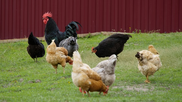A group of chickens and a rooster are foraging on a grassy area in front of a red barn wall. The chickens vary in color, including black, brown, and white, and appear to be pecking at the ground.