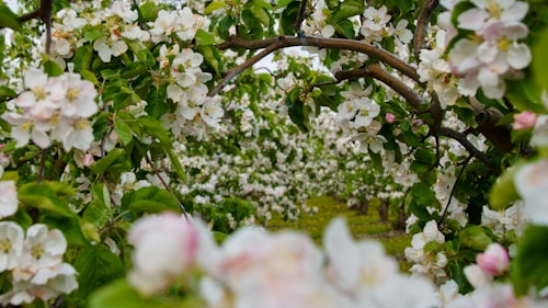 A picturesque orchard filled with blooming apple trees, their branches adorned with delicate white and pink flowers. The lush greenery of the leaves contrasts with the soft petals, creating a serene and natural archway with a soft-focus perspective.