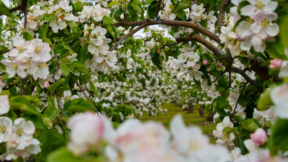 a bunch of flowers that are on a tree