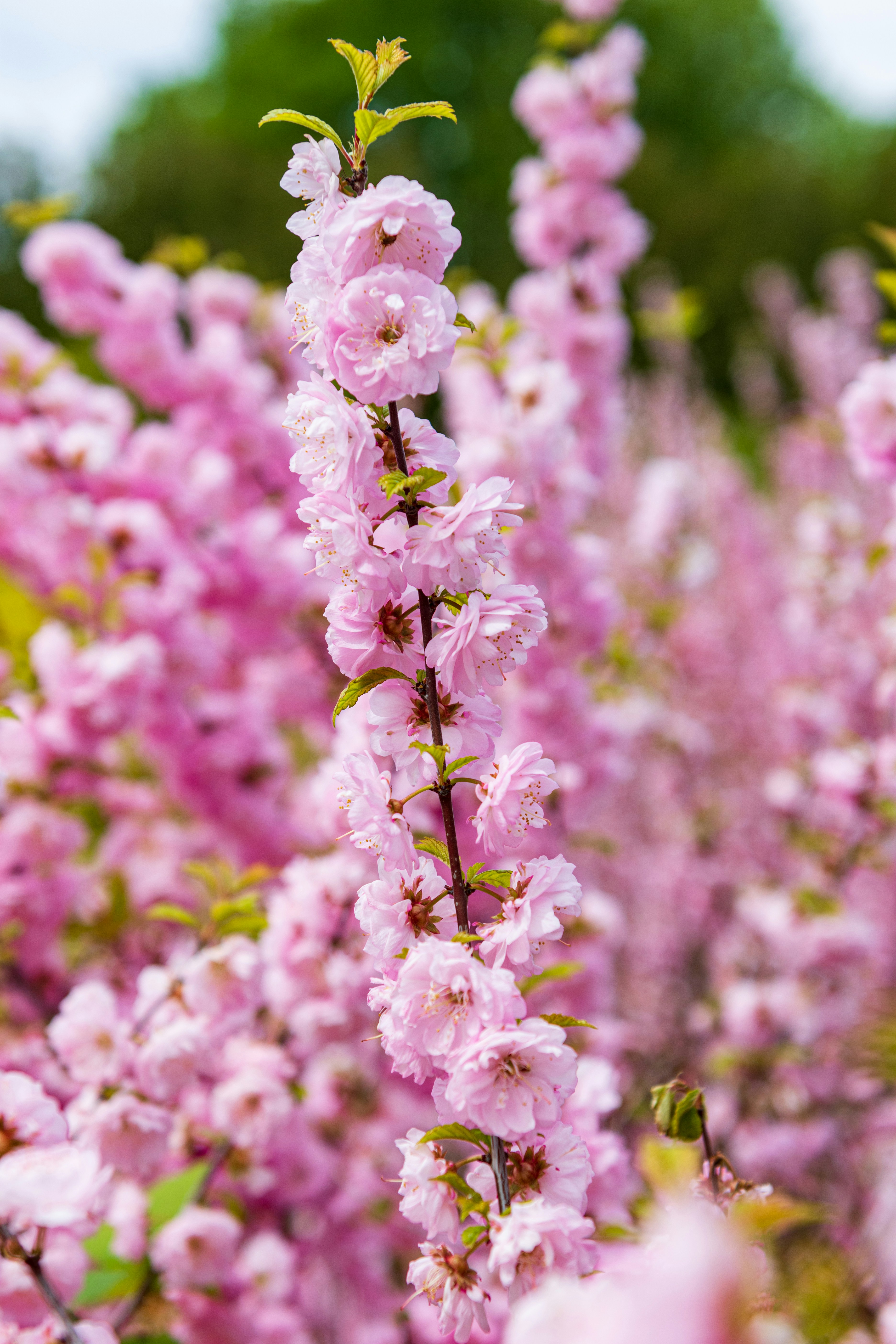 Photo by lipetskaya_zemlya