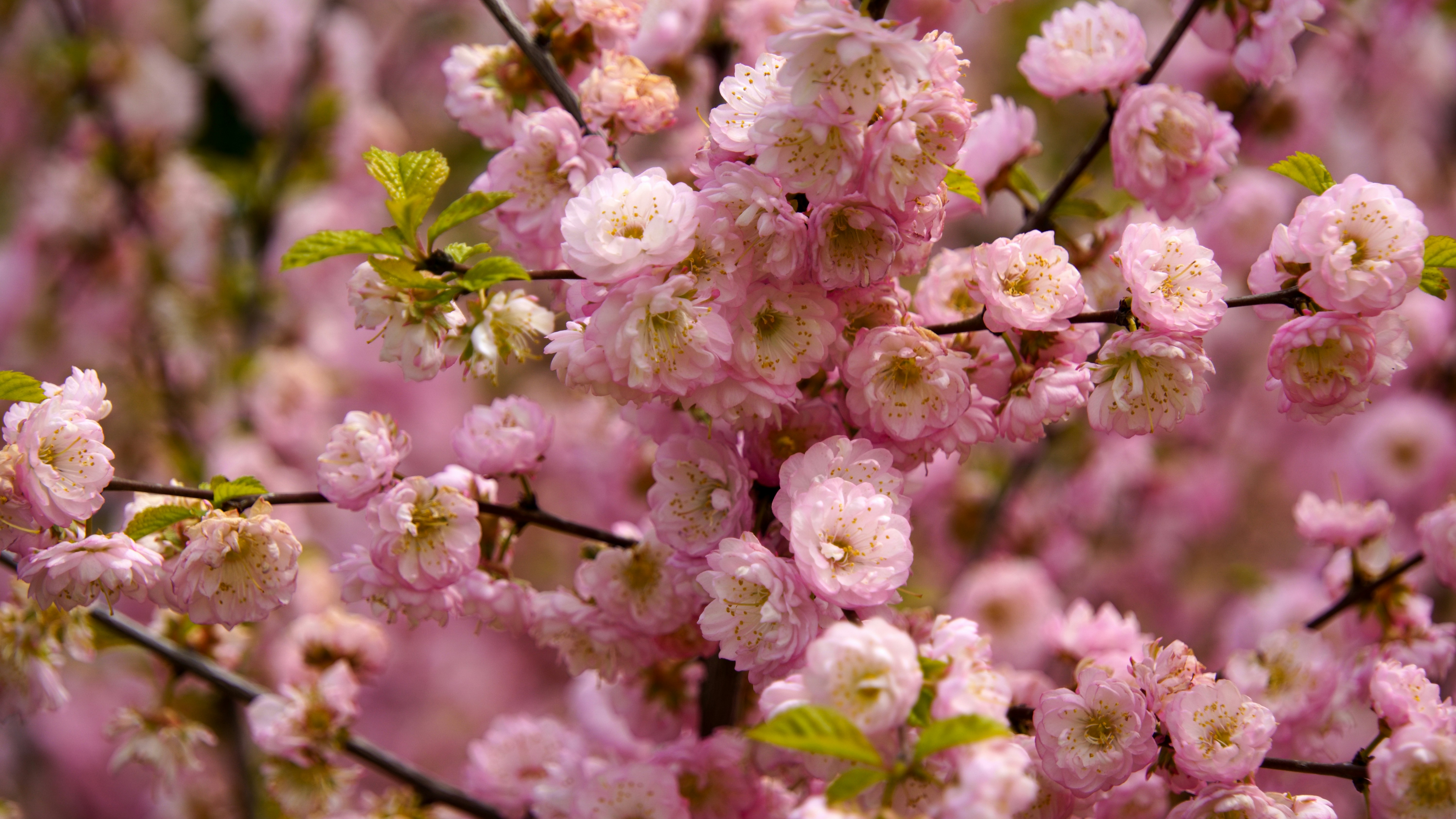 Photo by lipetskaya_zemlya