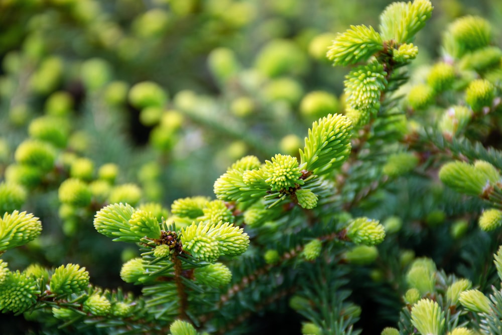 a close up of a pine tree branch