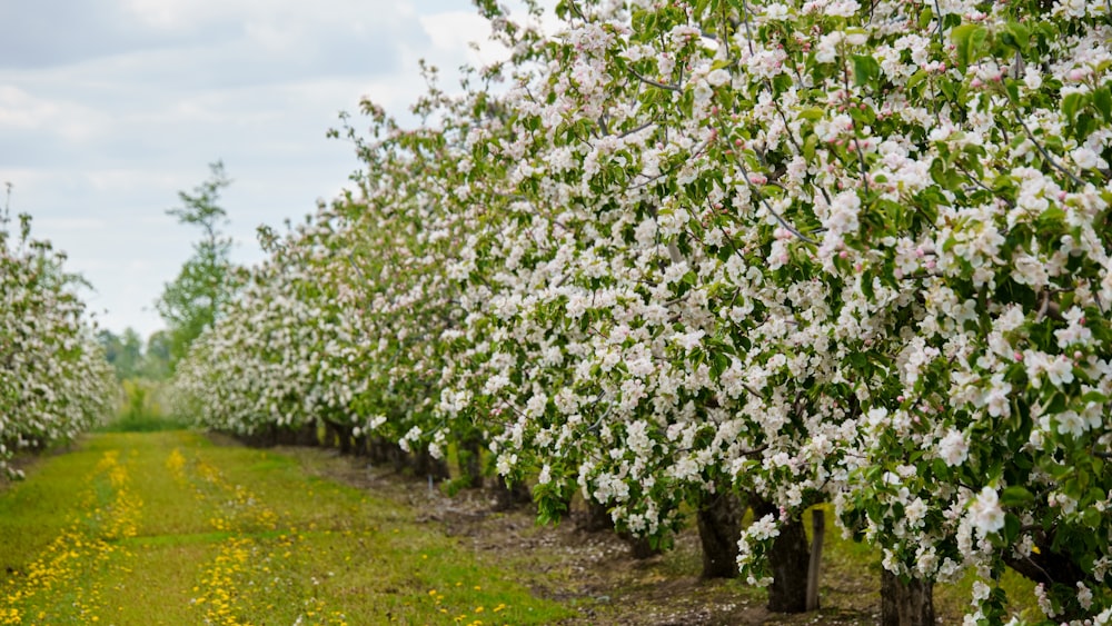 a row of trees with white flowers on them