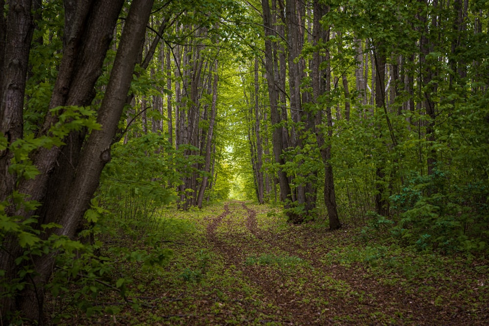 a dirt road in the middle of a forest