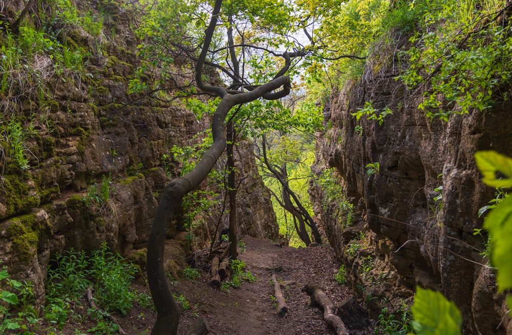 a narrow path in the middle of a forest