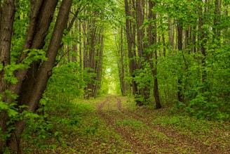 a dirt path in the middle of a forest