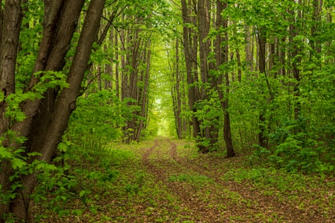 a dirt path in the middle of a forest