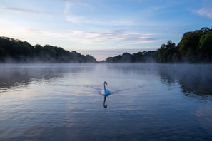 Soft blue image featuring a swan gliding over a misty lake at dawn.