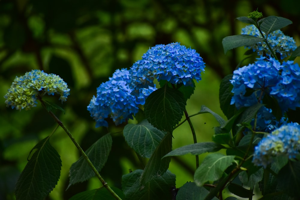 a group of blue flowers with green leaves