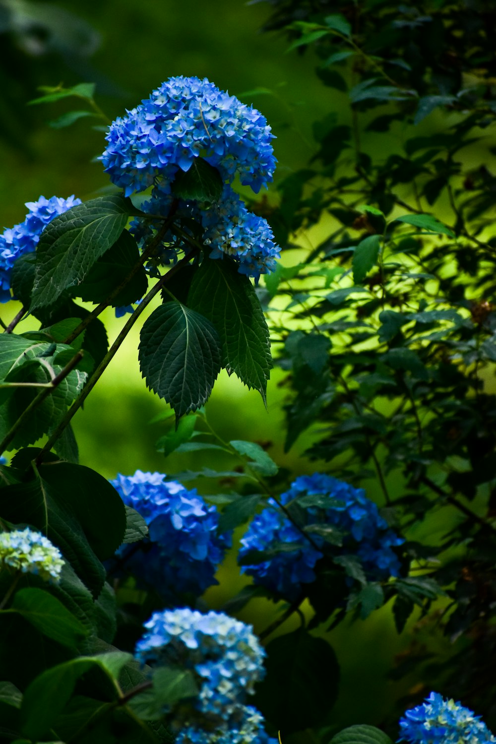 a bunch of blue flowers that are in the grass