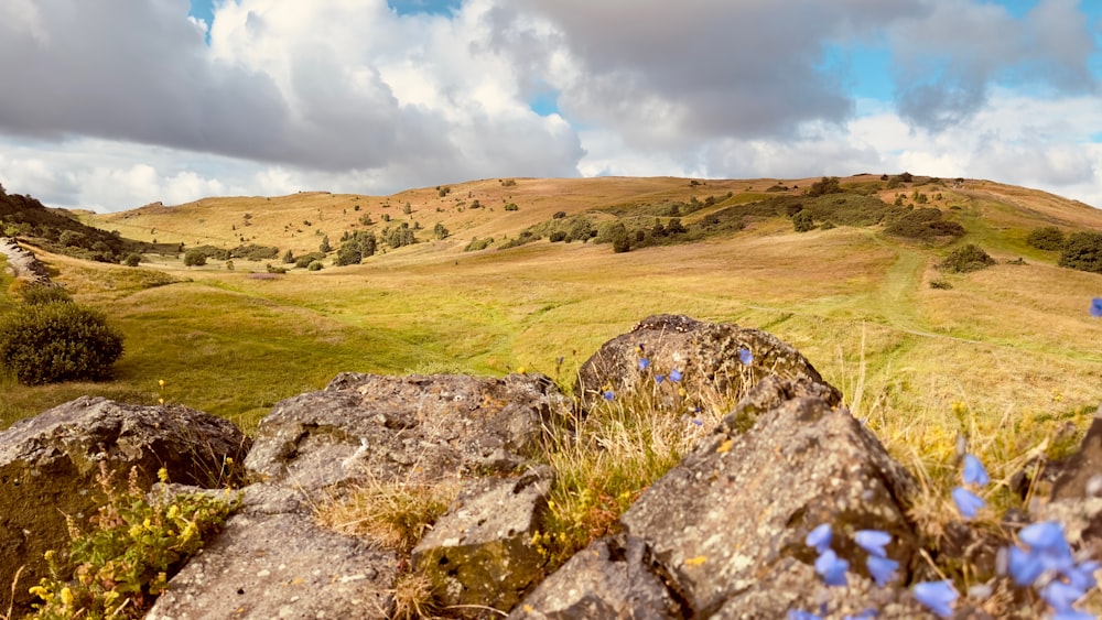 a grassy field with rocks and flowers on the ground