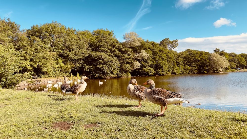 a flock of ducks standing on top of a grass covered field