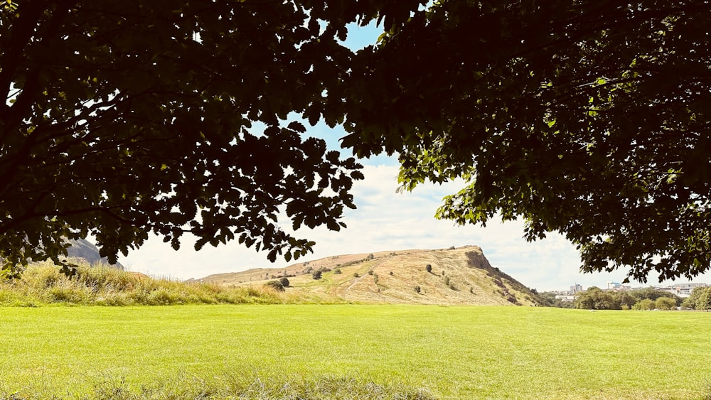 a grassy field with a hill in the background