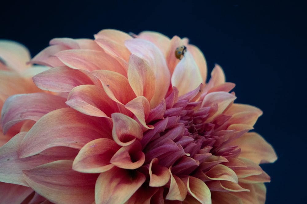 a pink flower with a bee on it