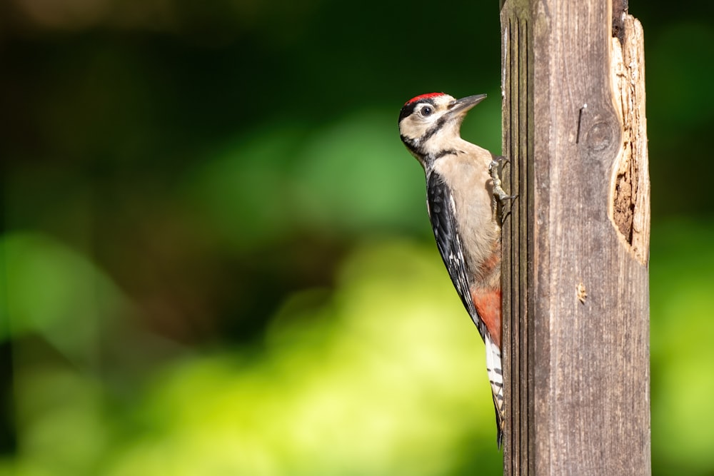 a small bird perched on a wooden post