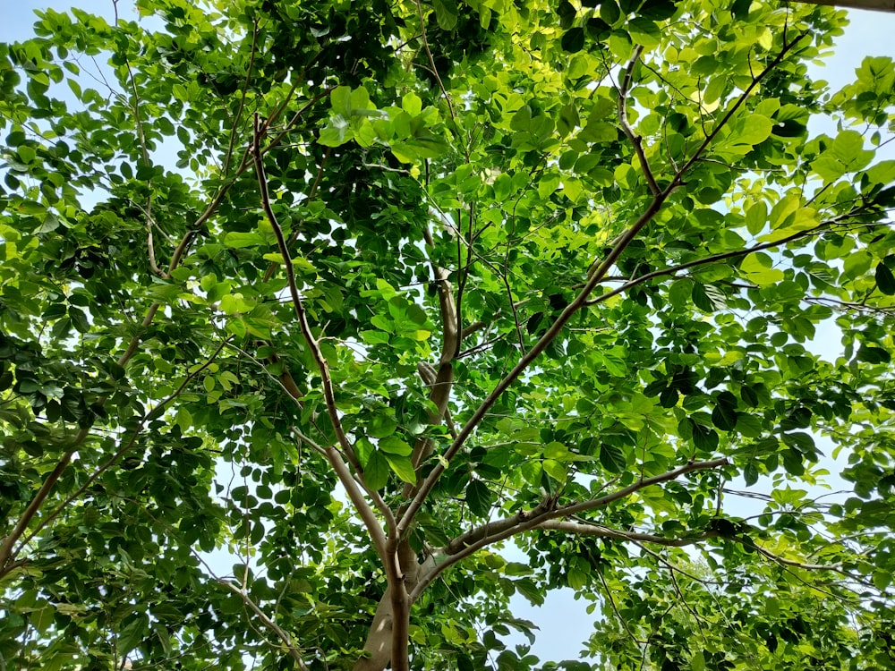 a tree with lots of green leaves on it