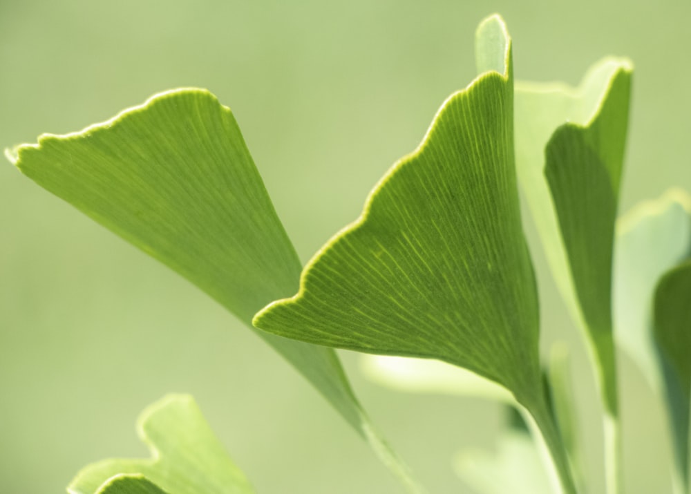 a close up of a green plant with leaves