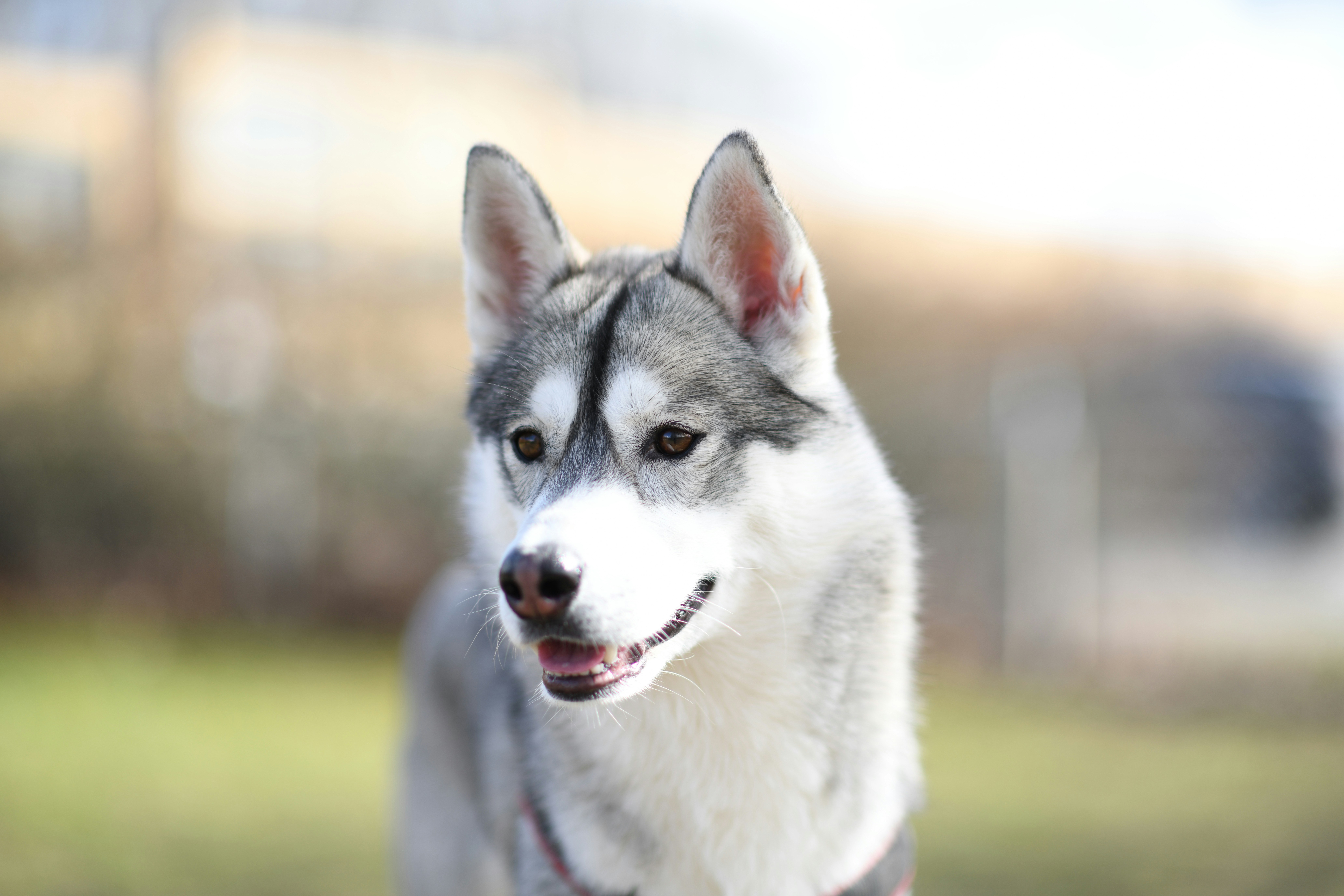 a close up of a husky dog with a blurry background