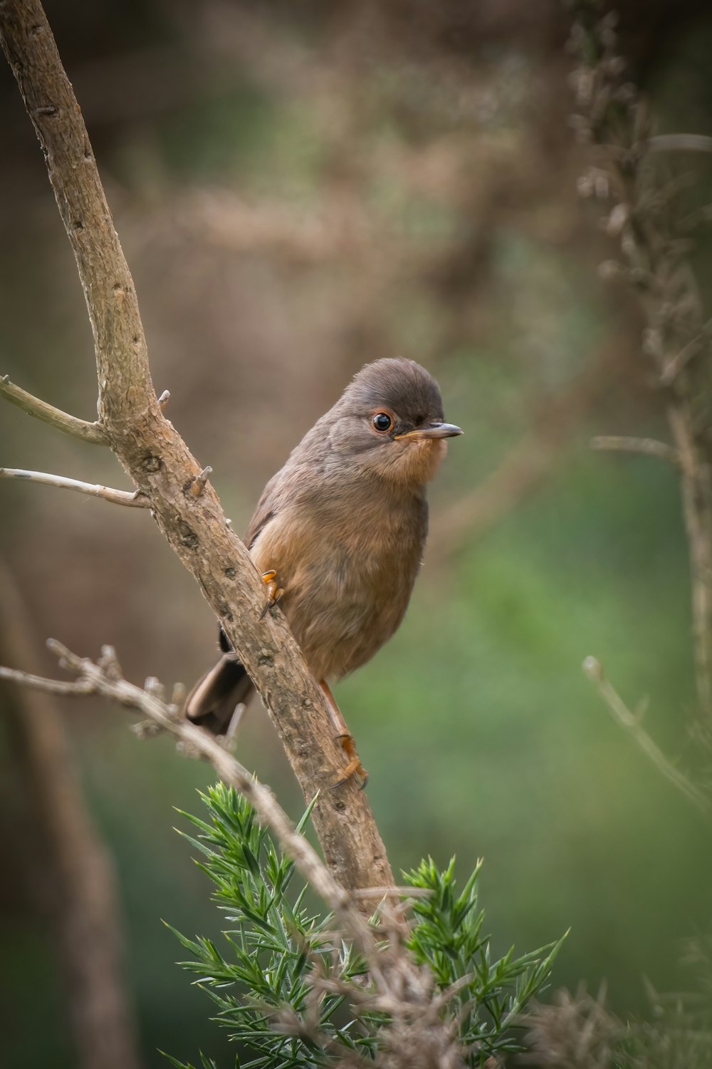 a small bird perched on a tree branch