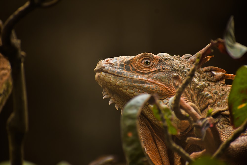 a close up of a lizard in a tree