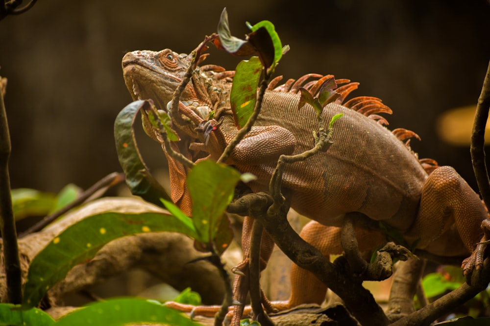 a close up of a lizard on a tree branch