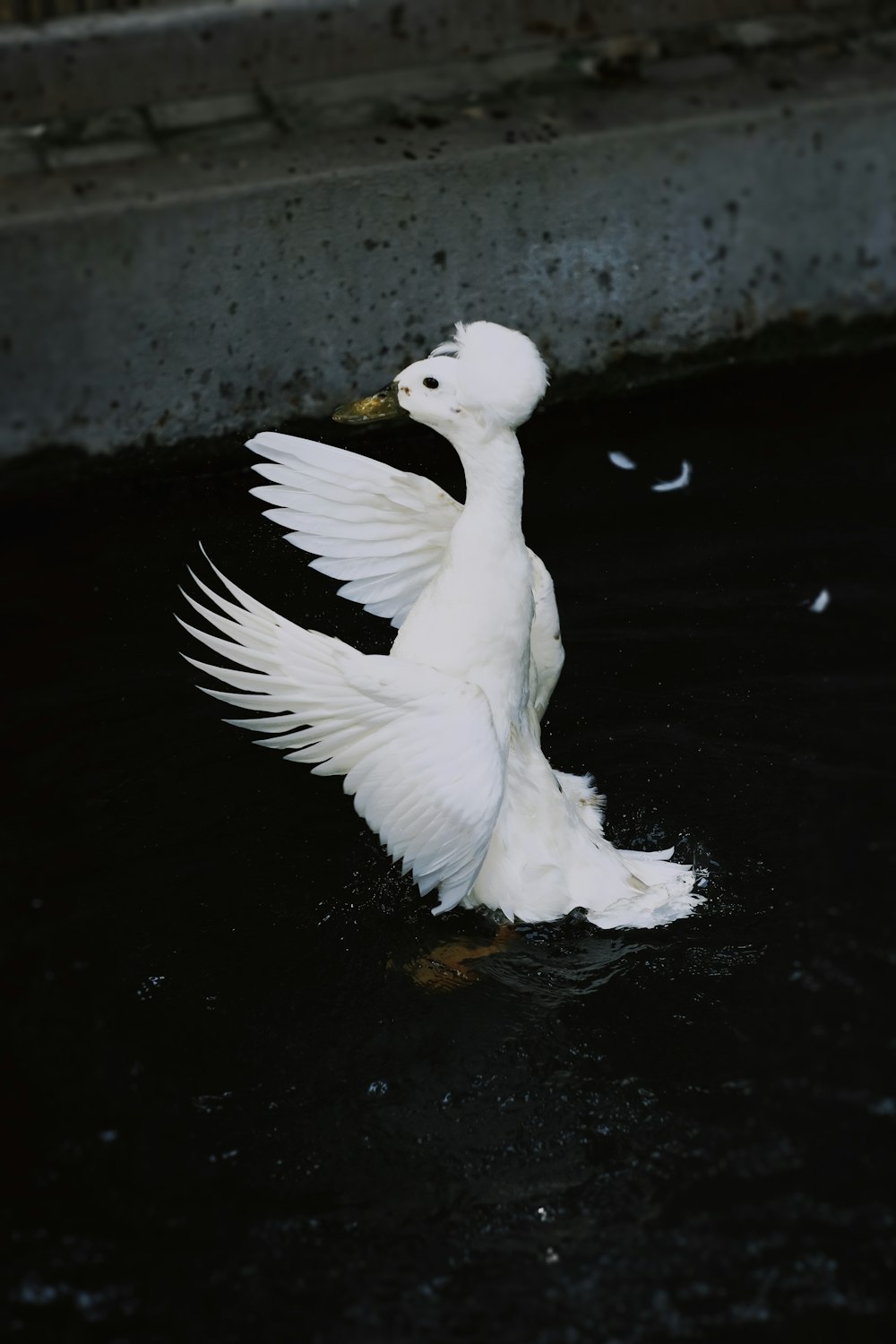 a white bird with its wings spread out in the water
