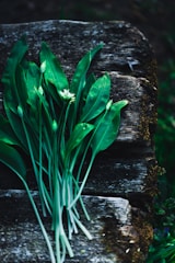 Fresh herbal plants harvested and bundled for supply.