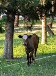 a brown cow standing on top of a lush green field