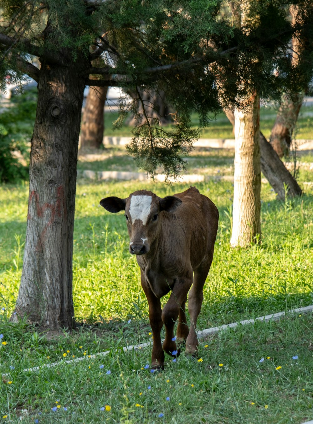 a brown cow standing on top of a lush green field