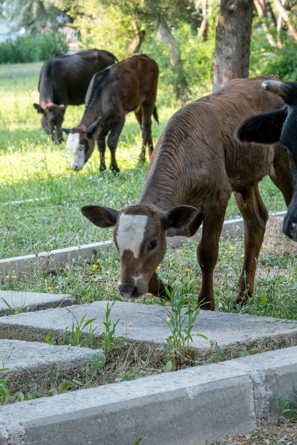 a group of cows grazing on grass in a field