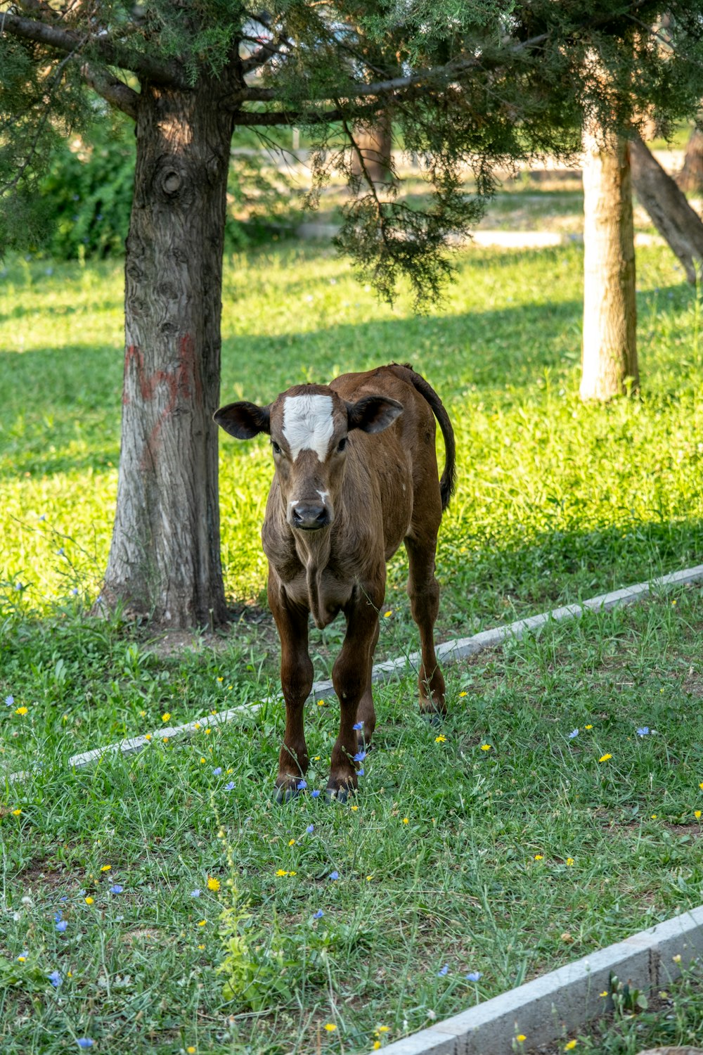 eine braune Kuh, die auf einem saftig grünen Feld steht