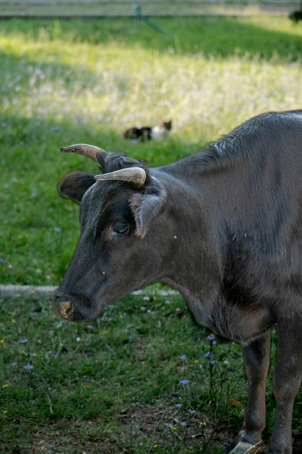 eine Kuh mit Hörnern, die auf einem Feld steht