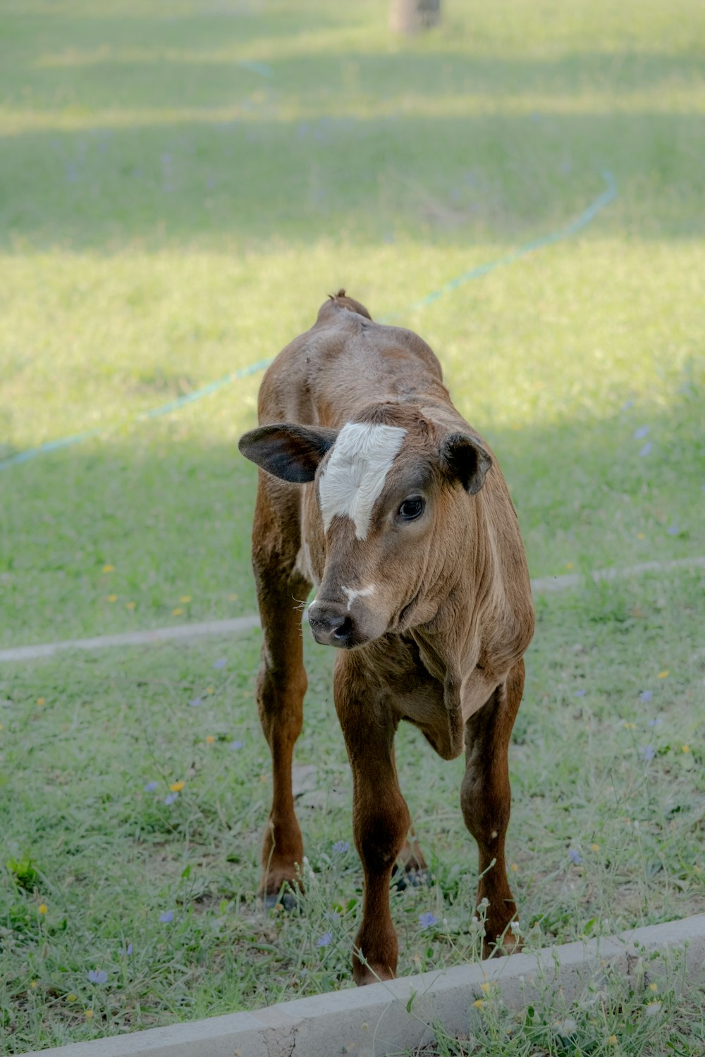 a brown and white cow standing on top of a lush green field