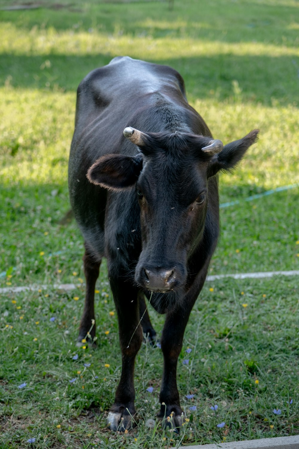 a black cow standing on top of a lush green field