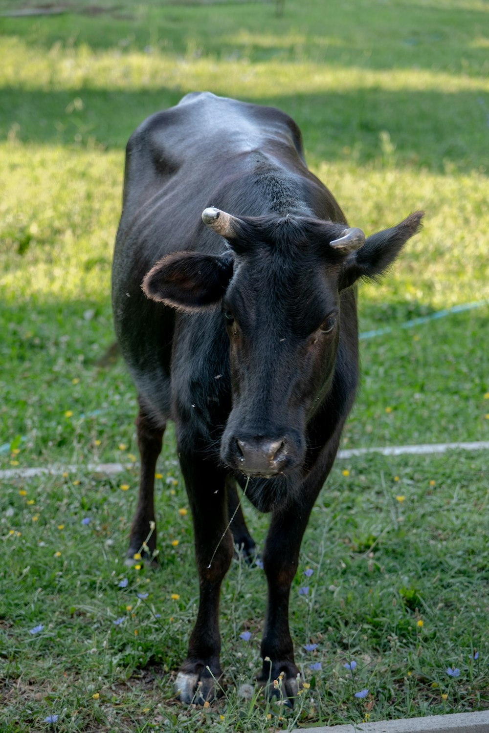 eine schwarze Kuh, die auf einer saftig grünen Wiese steht