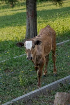A young brown calf with a white marking on its forehead stands on grassy terrain. The animal appears to be curiously facing the camera, surrounded by a lush green lawn with sporadic yellow and blue wildflowers. A tree trunk is visible in the background, and the scene is sunlit, suggesting a serene outdoor setting.